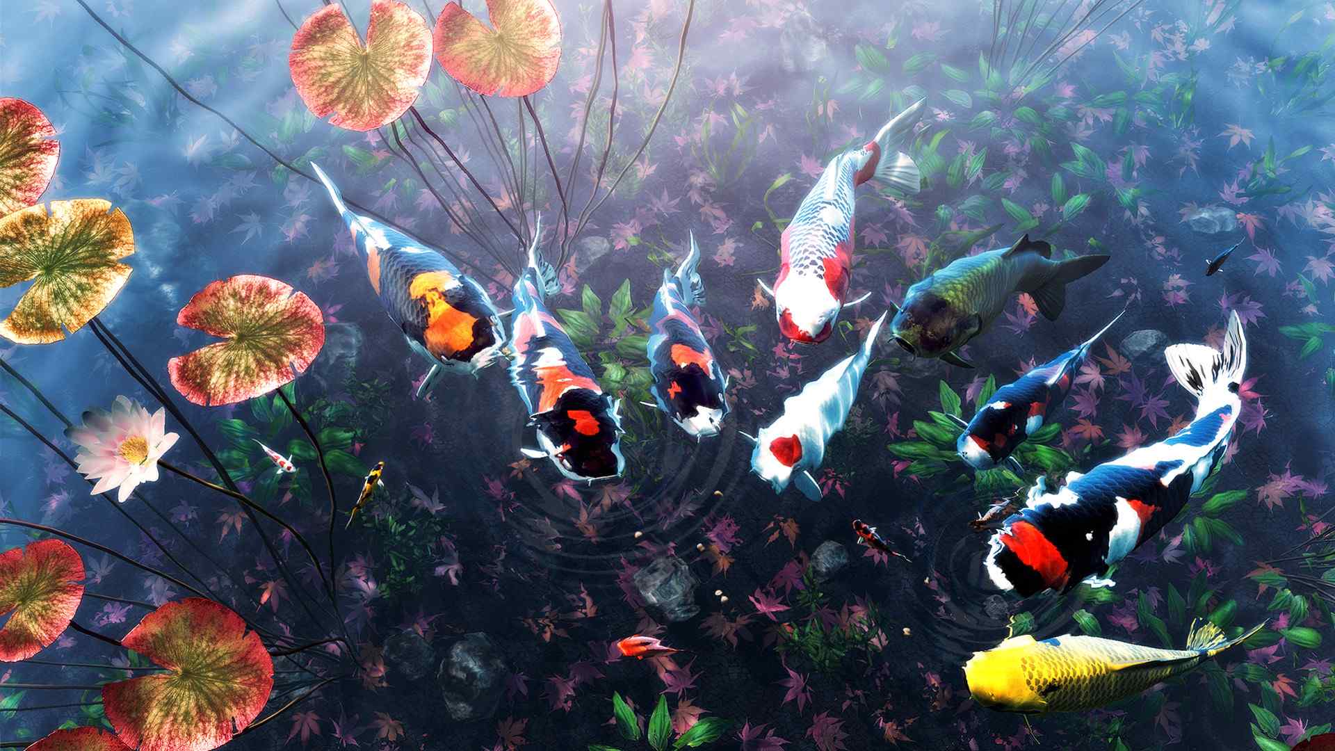 我的锦鲤/My Koi_3