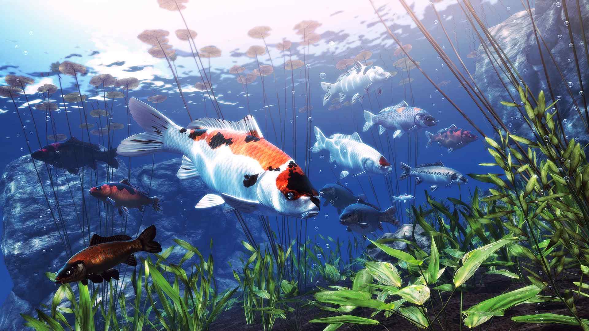 我的锦鲤/My Koi_0