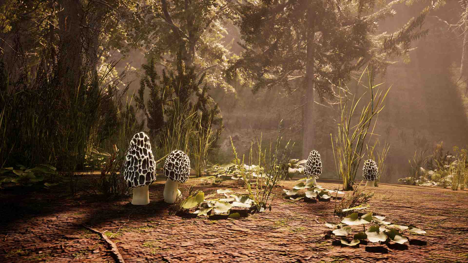 羊肚菌:狩猎/Morels: The Hunt_4