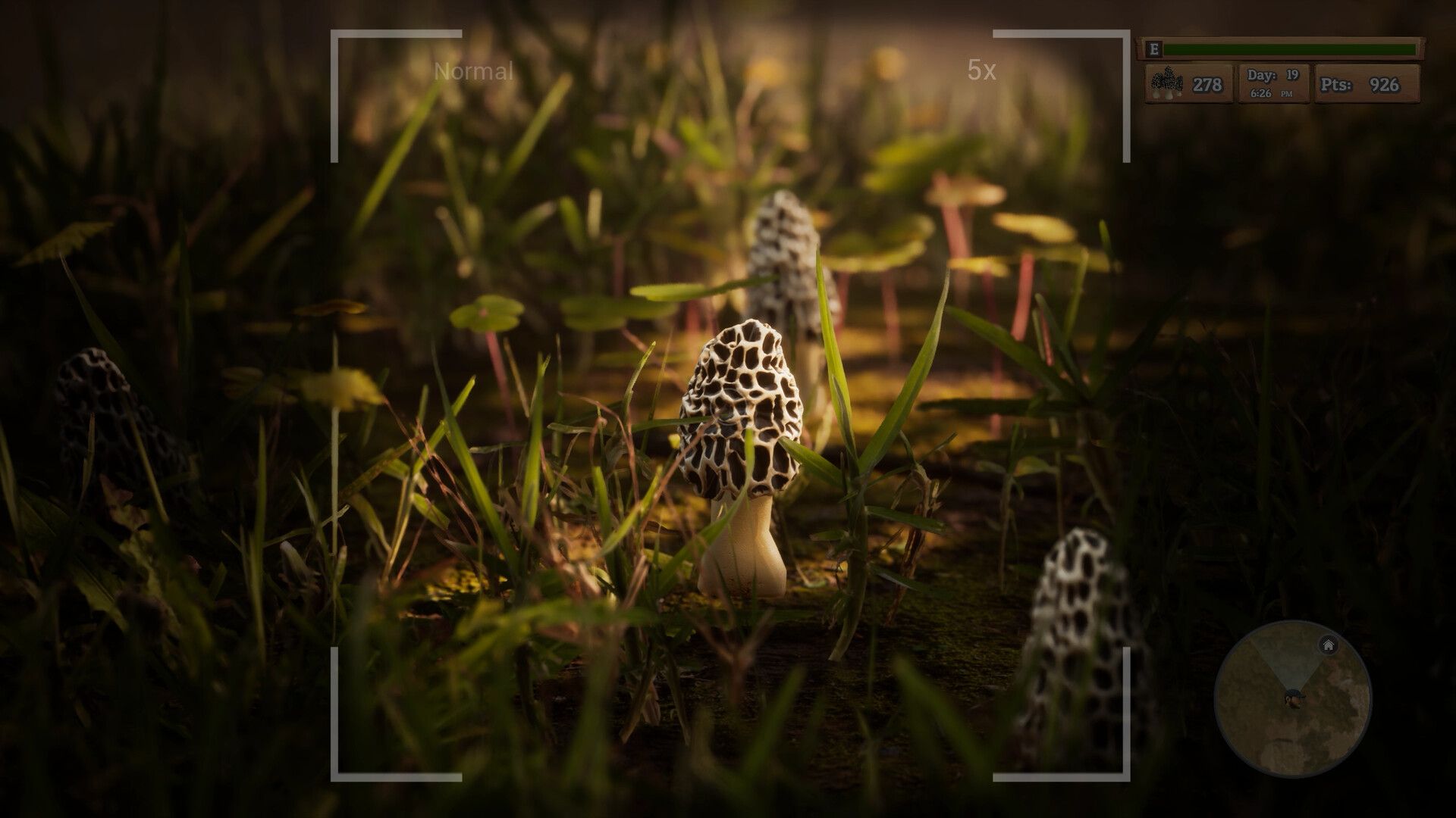 羊肚菌:狩猎/Morels: The Hunt_0