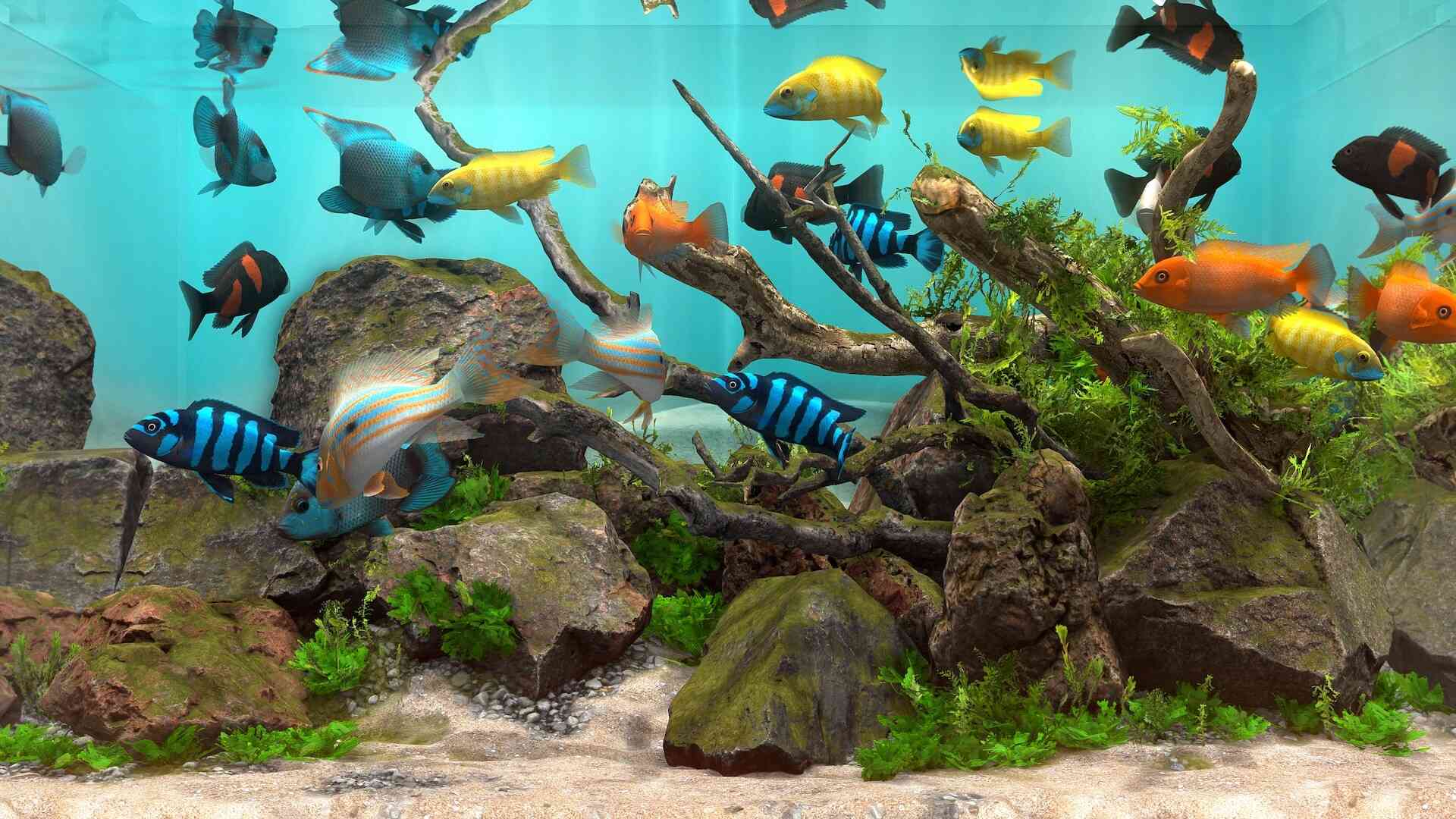 玻璃背后:水族馆模拟器/Behind Glass: Aquarium Simulator_0