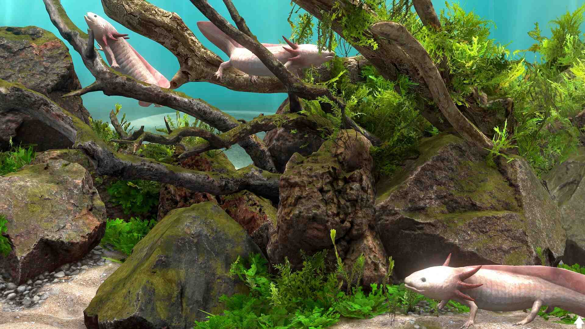 玻璃背后:水族馆模拟器/Behind Glass: Aquarium Simulator_3