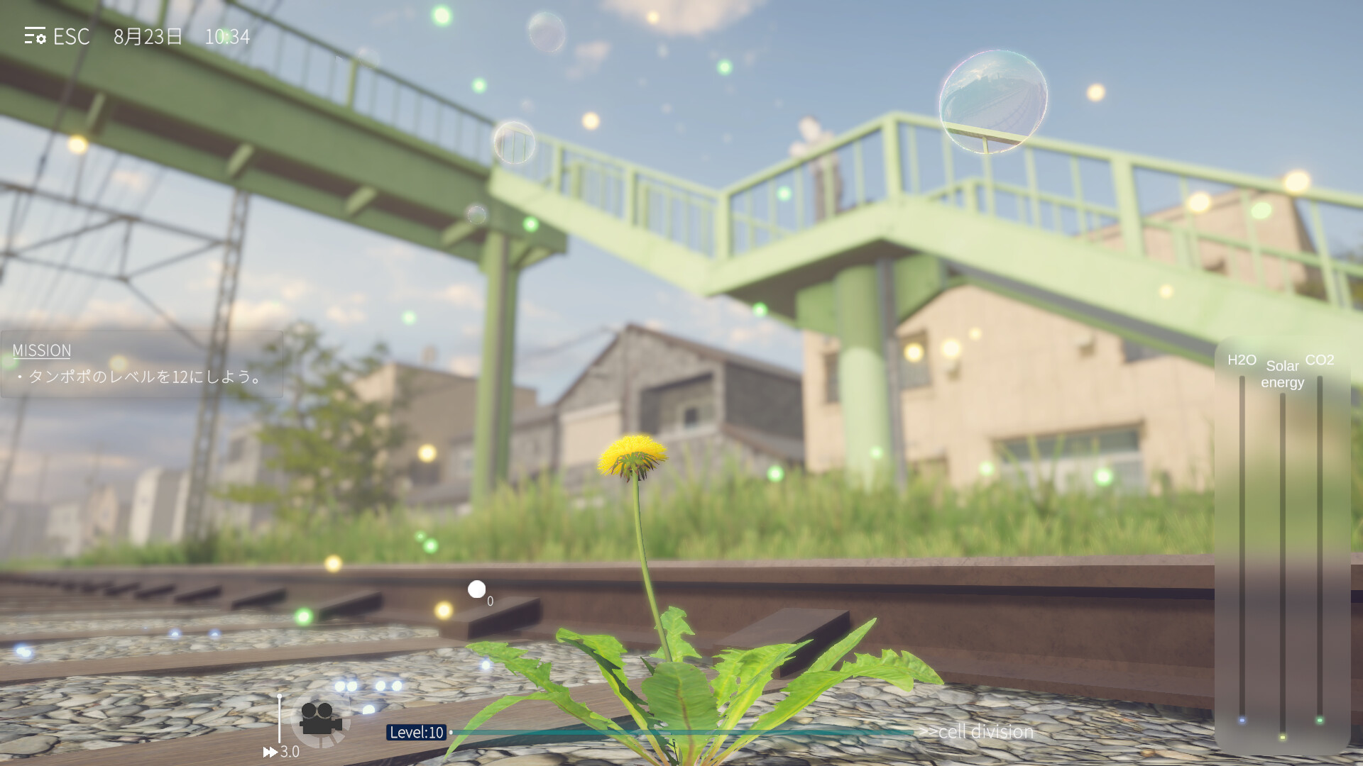 蒲公英不屈。/The Dandelion Endures._3